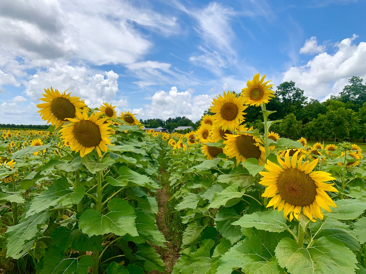 bright-sunflower-field-against-blue-sky-32666912