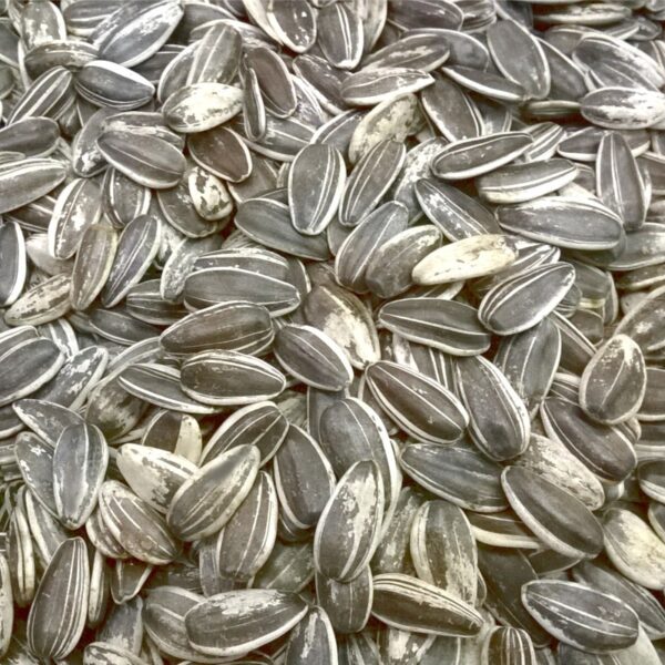 SEMILLA DE GIRASOL CON CASCARA X 250 gr