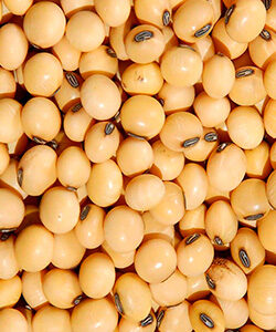 SOYA EN GRANO X 250 gr